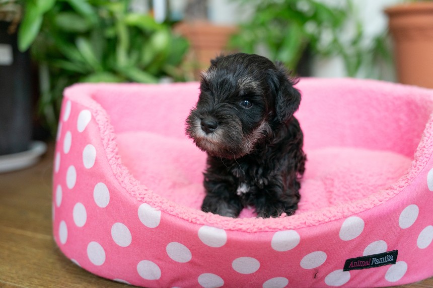 ����å��ǲ�����ɽ��