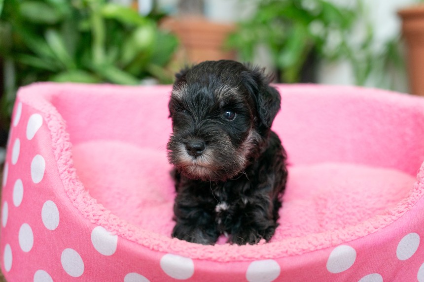 ����å��ǲ�����ɽ��