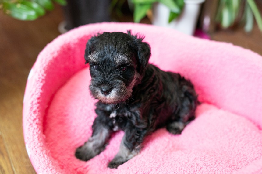 ����å��ǲ�����ɽ��