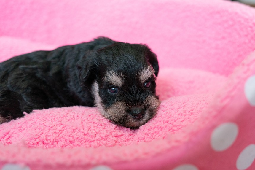 ����å��ǲ�����ɽ��