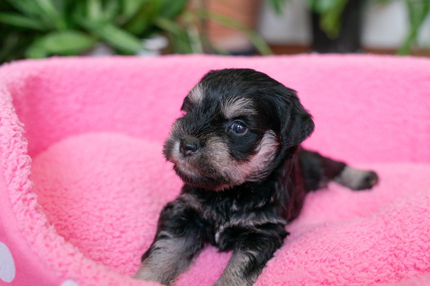 ����å��ǲ�����ɽ��