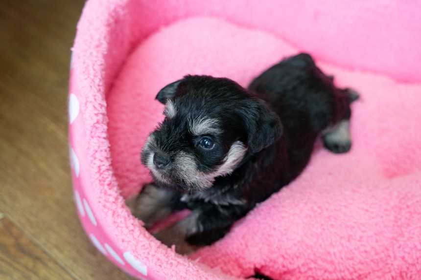 ����å��ǲ�����ɽ��