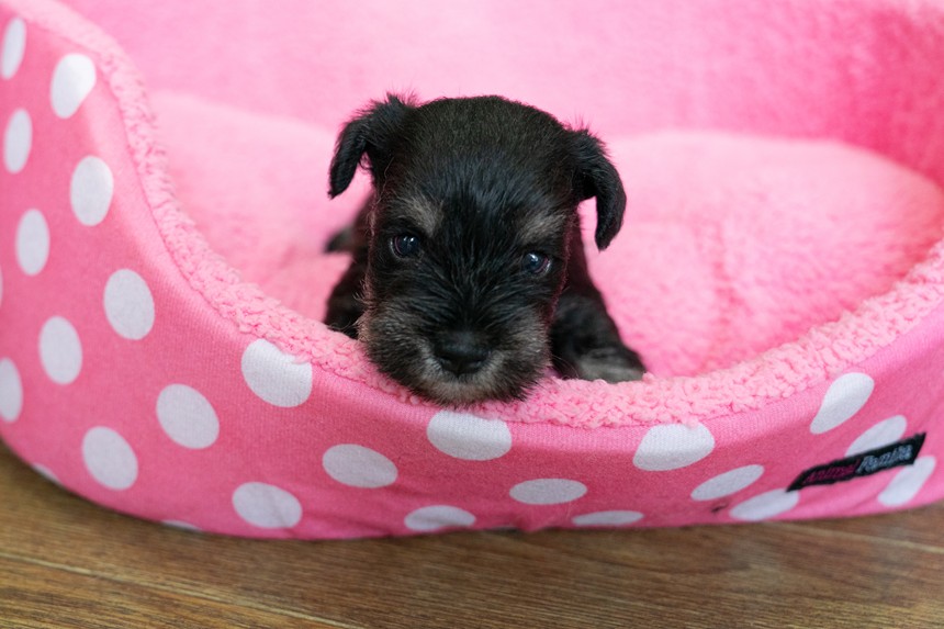 ����å��ǲ�����ɽ��