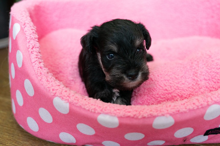 ����å��ǲ�����ɽ��