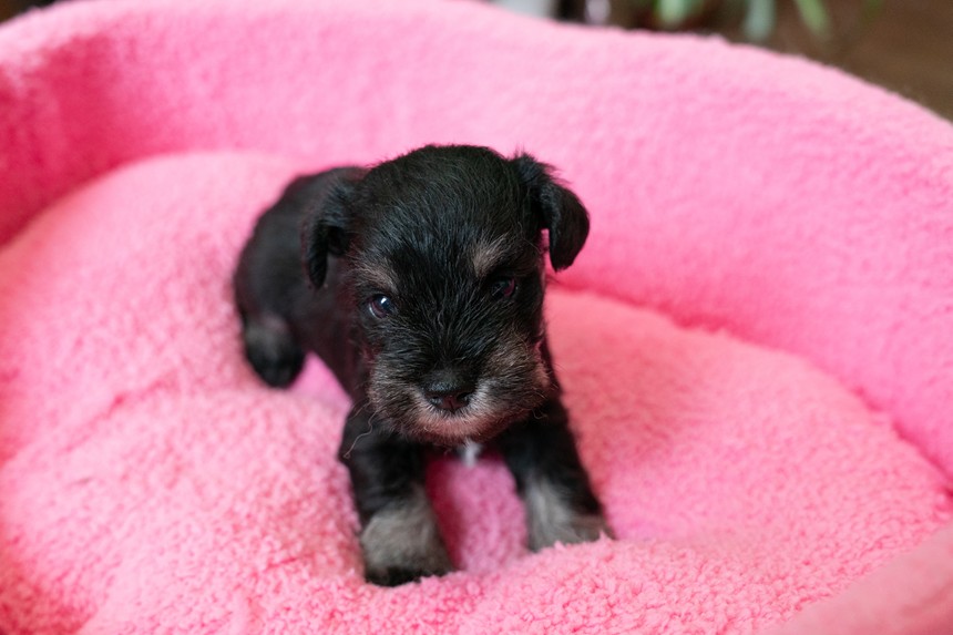 ����å��ǲ�����ɽ��