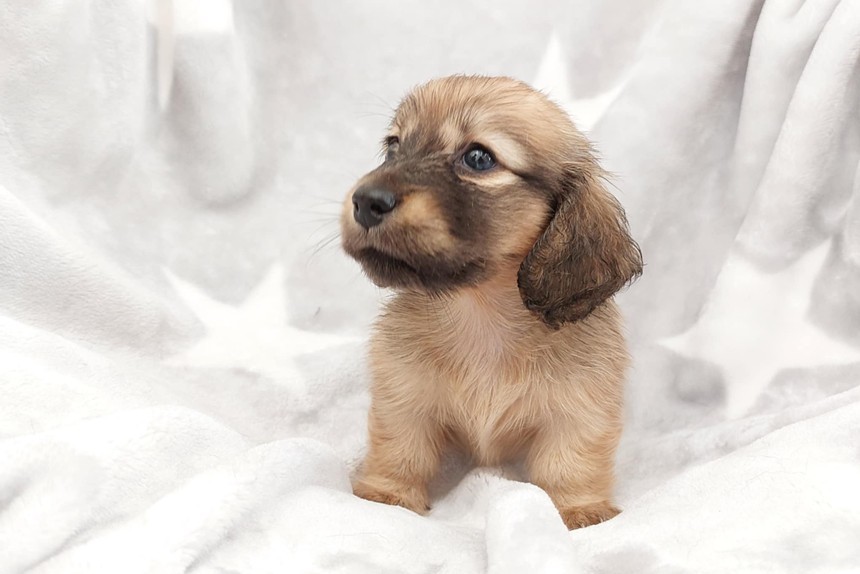 ����å��ǲ�����ɽ��