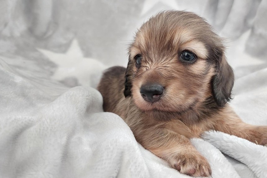 ����å��ǲ�����ɽ��