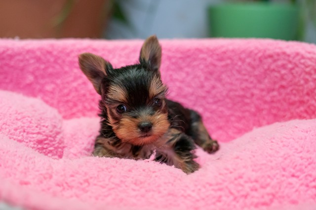 ����å��ǲ�����ɽ��