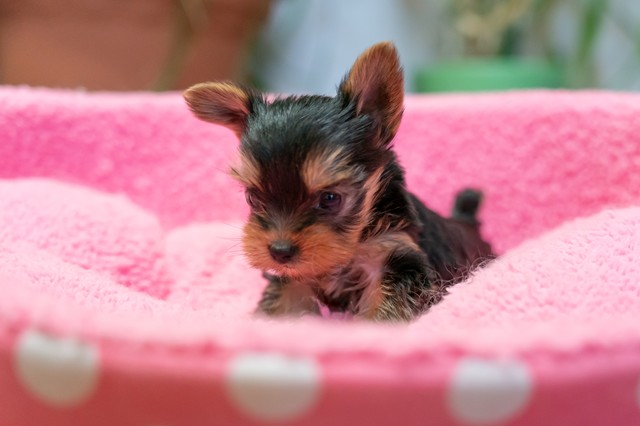 ����å��ǲ�����ɽ��