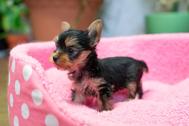 ����å��ǲ�����ɽ��