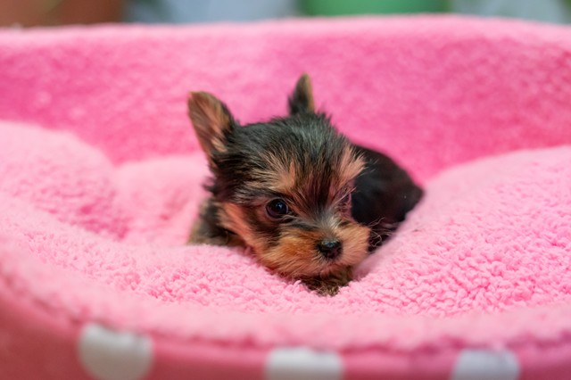 ����å��ǲ�����ɽ��