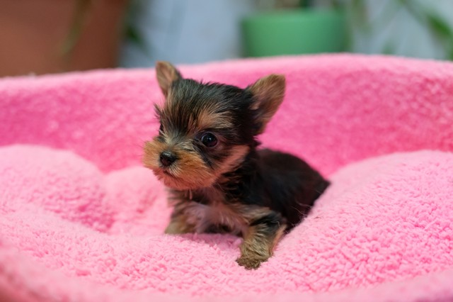 ����å��ǲ�����ɽ��