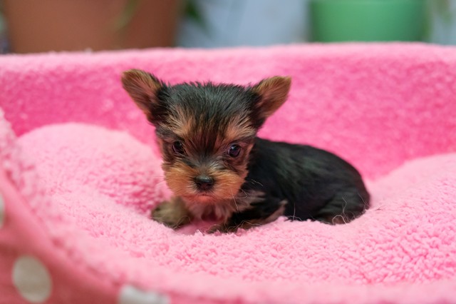 ����å��ǲ�����ɽ��