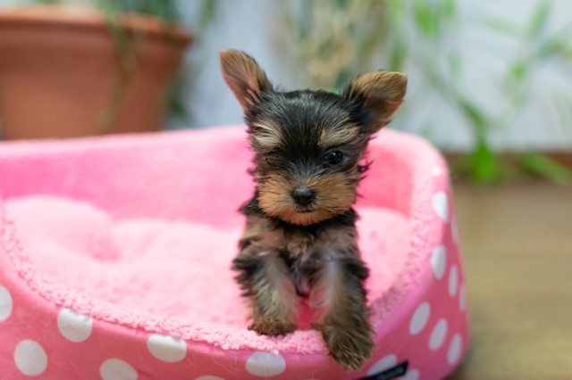 ����å��ǲ�����ɽ��