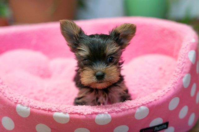 ����å��ǲ�����ɽ��