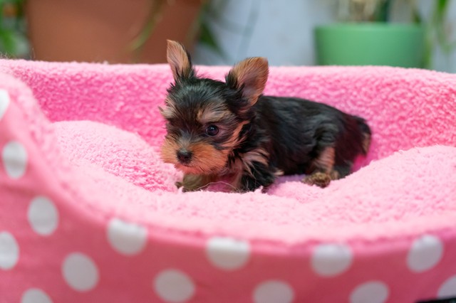 ����å��ǲ�����ɽ��