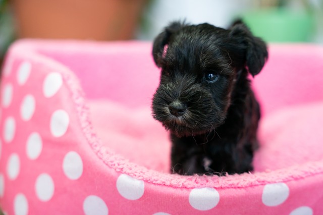 ����å��ǲ�����ɽ��