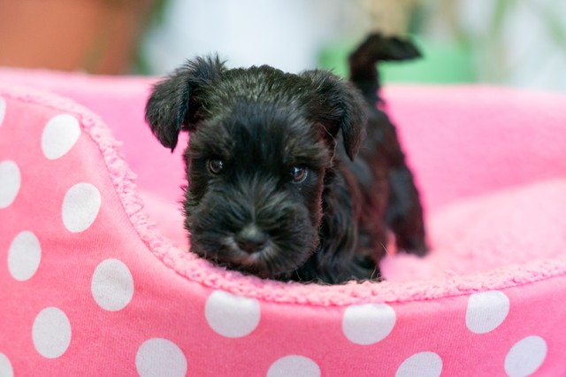 ����å��ǲ�����ɽ��