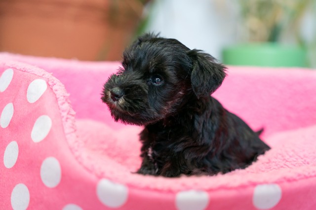 ����å��ǲ�����ɽ��