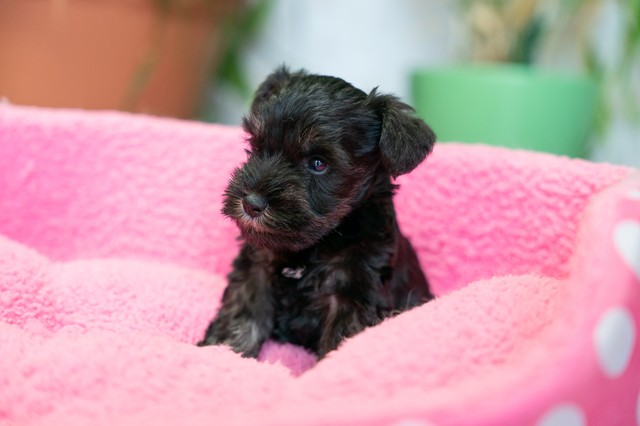 ����å��ǲ�����ɽ��