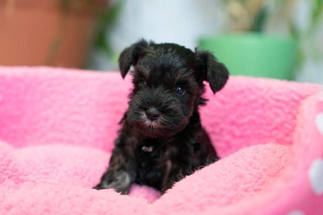 ����å��ǲ�����ɽ��