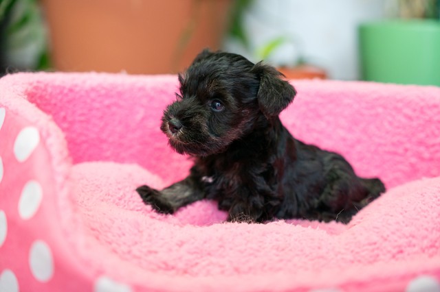 ����å��ǲ�����ɽ��