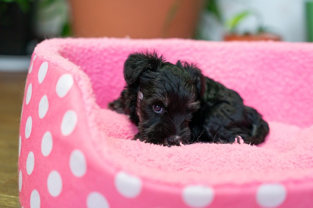 ����å��ǲ�����ɽ��