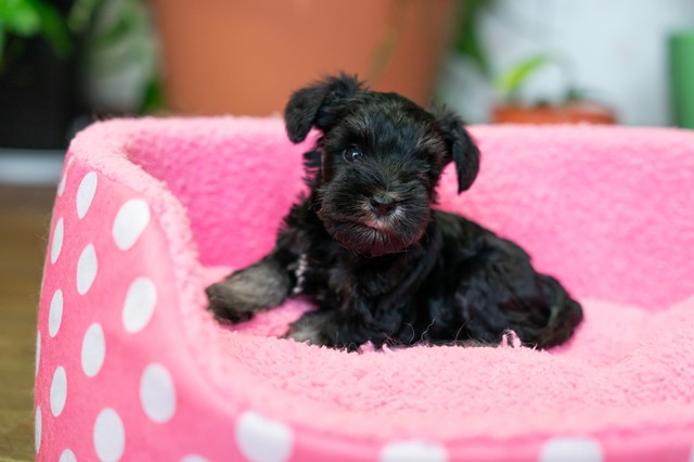 ����å��ǲ�����ɽ��