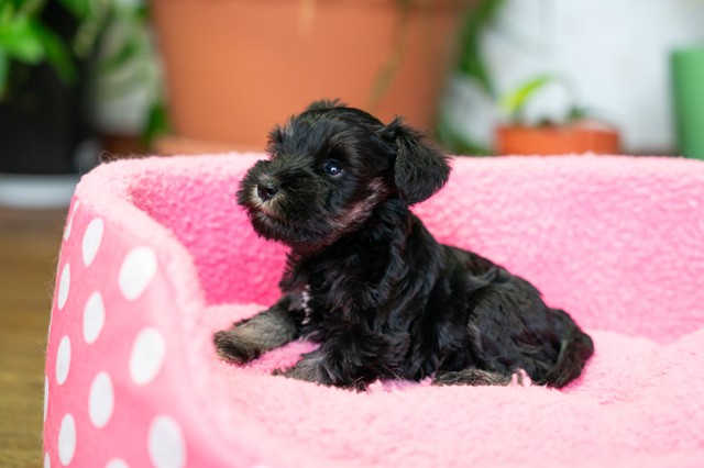 ����å��ǲ�����ɽ��