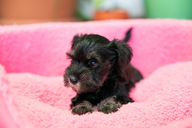 ����å��ǲ�����ɽ��