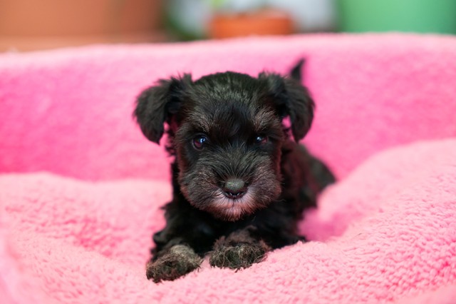 ����å��ǲ�����ɽ��