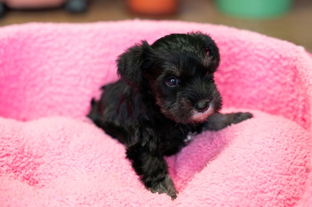 ����å��ǲ�����ɽ��