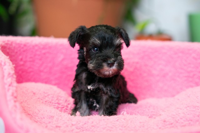 ����å��ǲ�����ɽ��