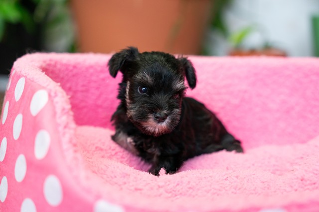 ����å��ǲ�����ɽ��