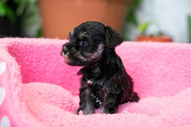 ����å��ǲ�����ɽ��