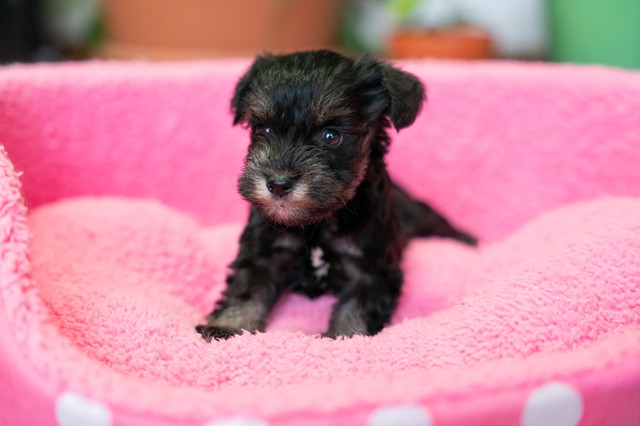 ����å��ǲ�����ɽ��