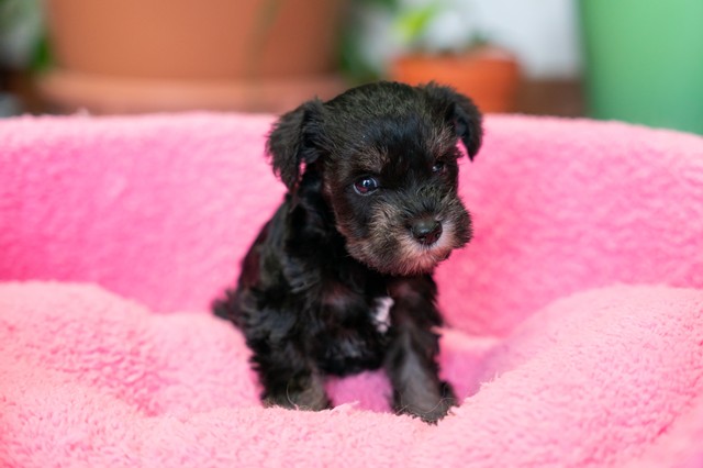 ����å��ǲ�����ɽ��