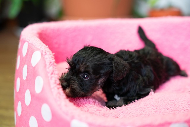 ����å��ǲ�����ɽ��