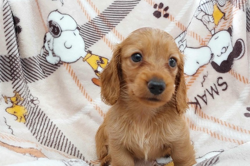 ����å��ǲ�����ɽ��