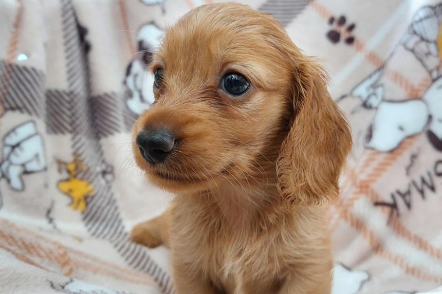 ����å��ǲ�����ɽ��