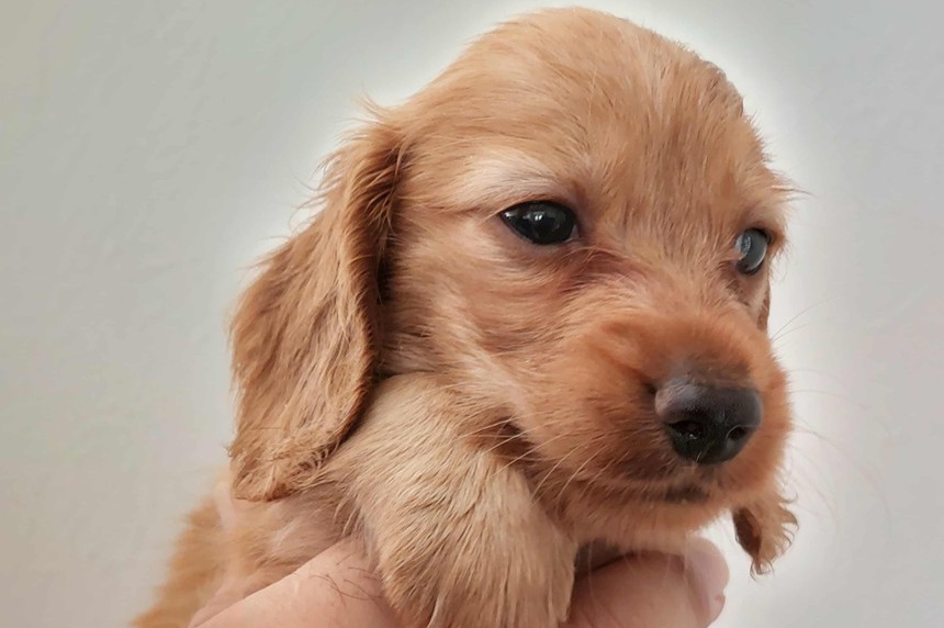 ����å��ǲ�����ɽ��