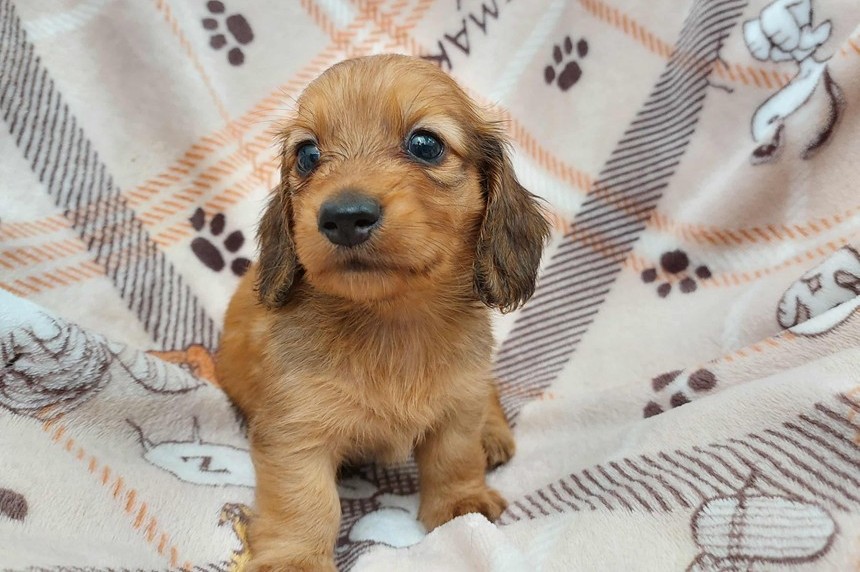 ����å��ǲ�����ɽ��