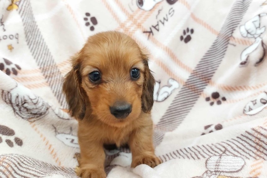 ����å��ǲ�����ɽ��