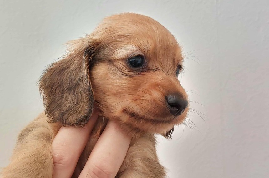 ����å��ǲ�����ɽ��