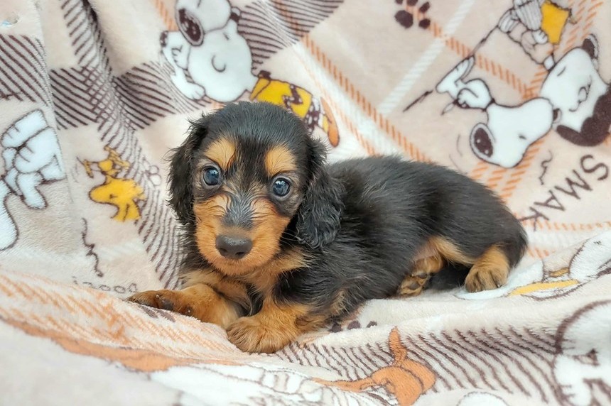 ����å��ǲ�����ɽ��