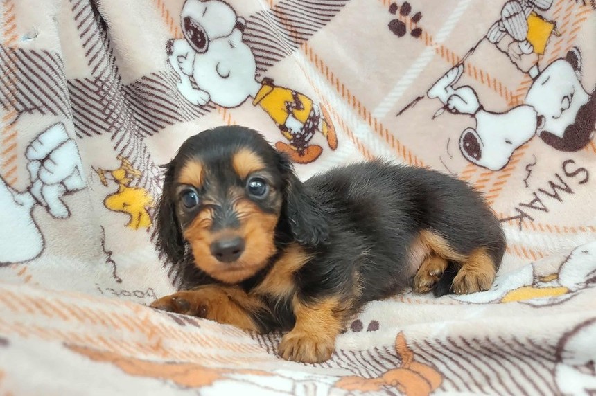 ����å��ǲ�����ɽ��