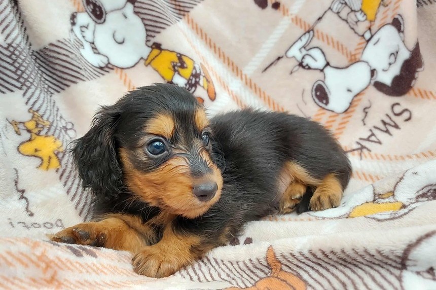 ����å��ǲ�����ɽ��