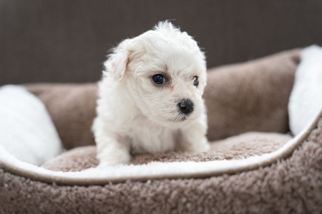 ����å��ǲ�����ɽ��