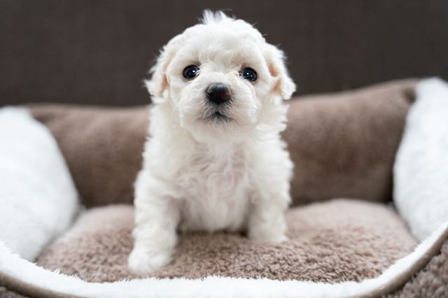 ����å��ǲ�����ɽ��