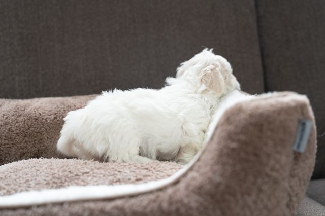 ����å��ǲ�����ɽ��